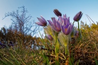 Koniklec velkokvety - Pulsatilla grandis - Pasqueflower o0004